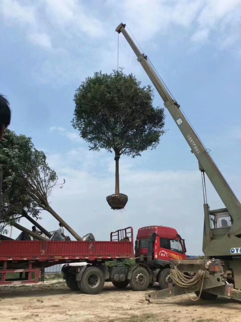 沧州精品国槐大量现货供应
