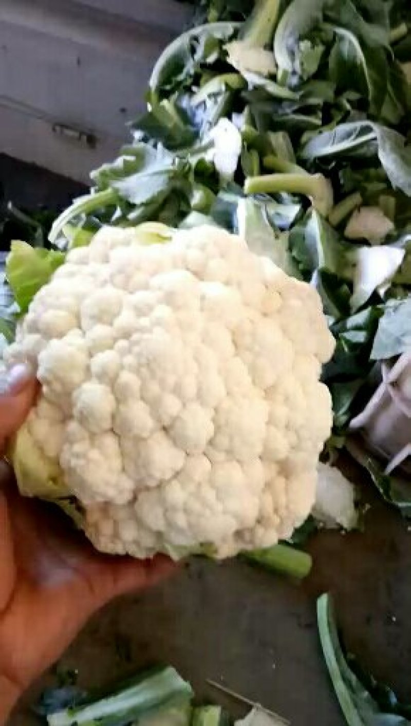 河北邯郸优质花菜大量上市全国发货，有需要的朋友联系我