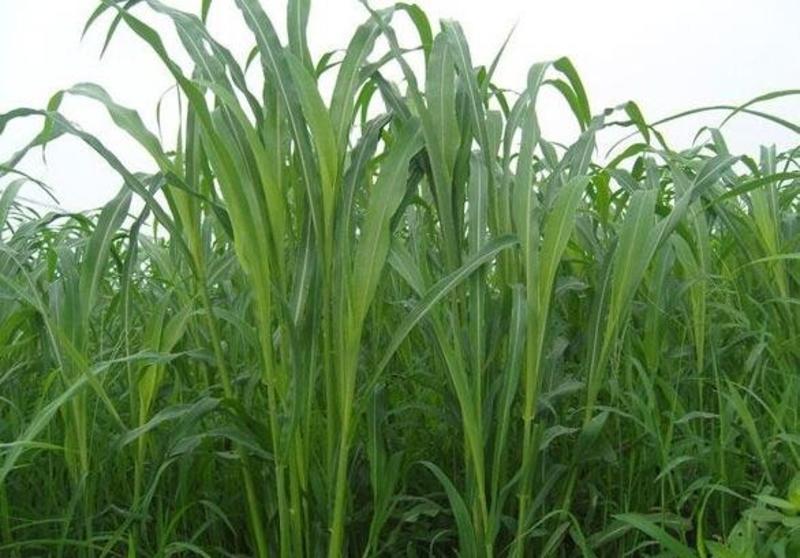 苏丹草种子净籽一年生优质牧草8斤/亩