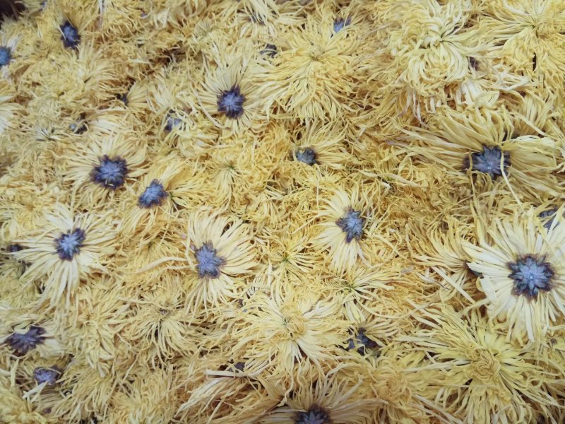 金丝皇菊