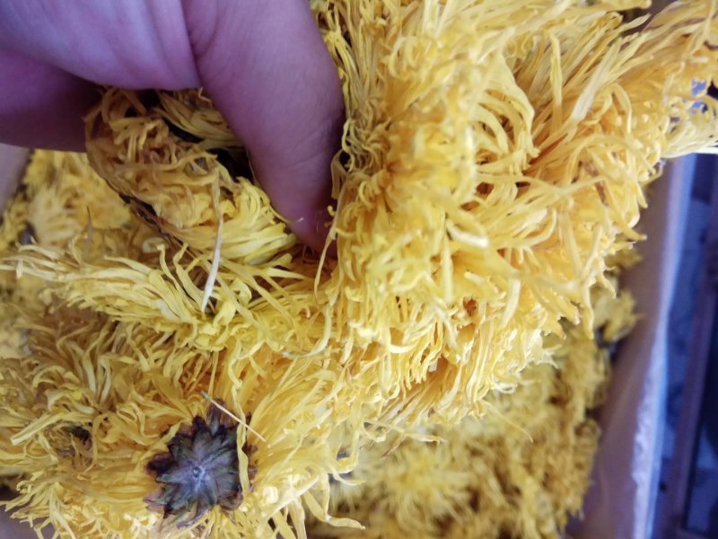 金丝皇菊