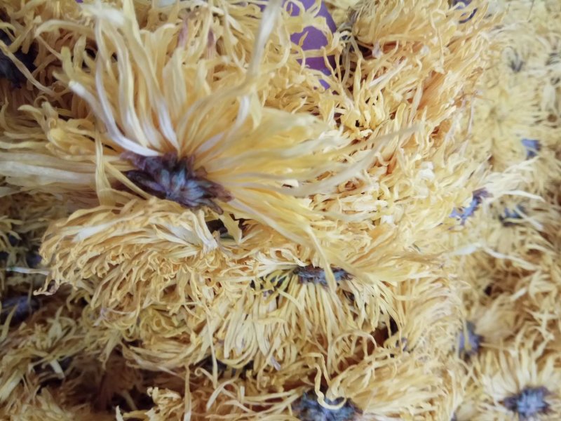 金丝皇菊