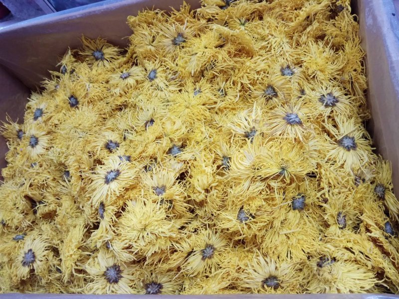 金丝皇菊