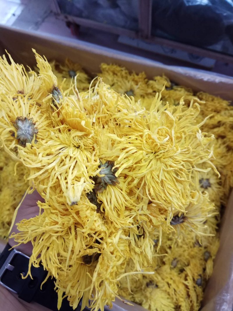 金丝皇菊