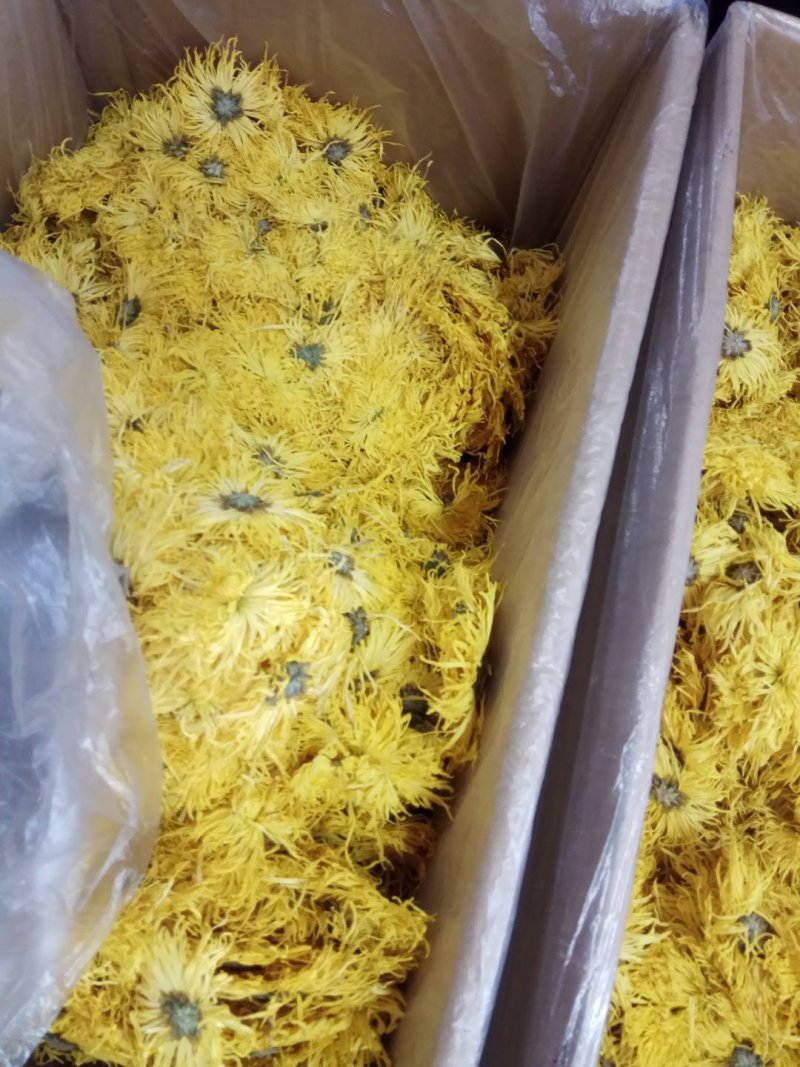金丝皇菊
