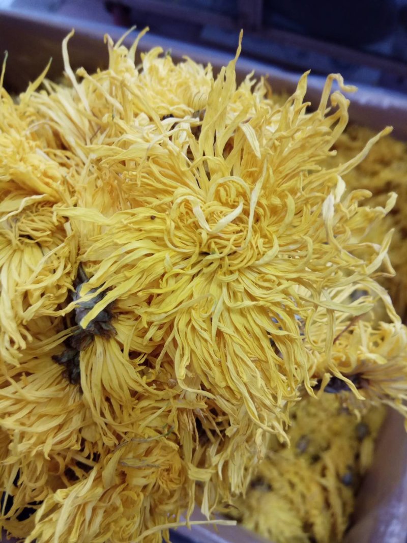 金丝皇菊