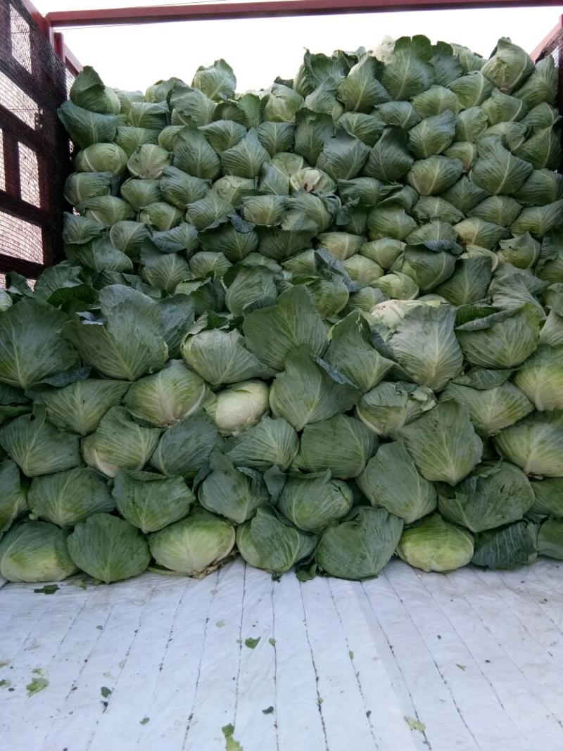奥奇娜扁包菜，大量上市，产地直供，单棵2-5斤，3-6斤