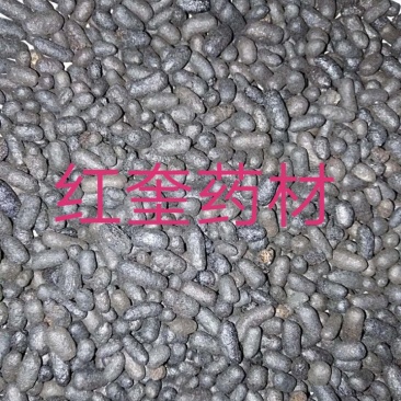 五灵脂碳药本寒号虫粪寒雀粪量大优惠