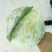 扁包菜，大量上市，产地直供，单棵2-5斤，3-6斤