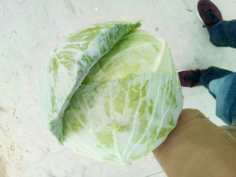 扁包菜，大量上市，产地直供，单棵2-5斤，3-6斤