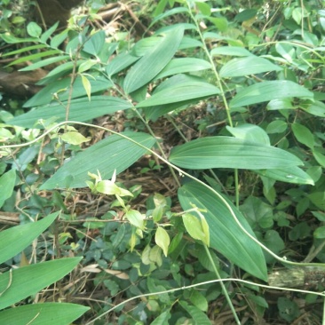 野生多花甜黄精