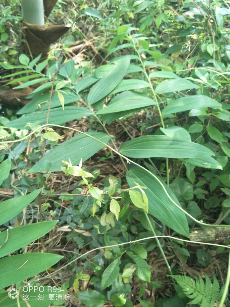 野生多花甜黄精