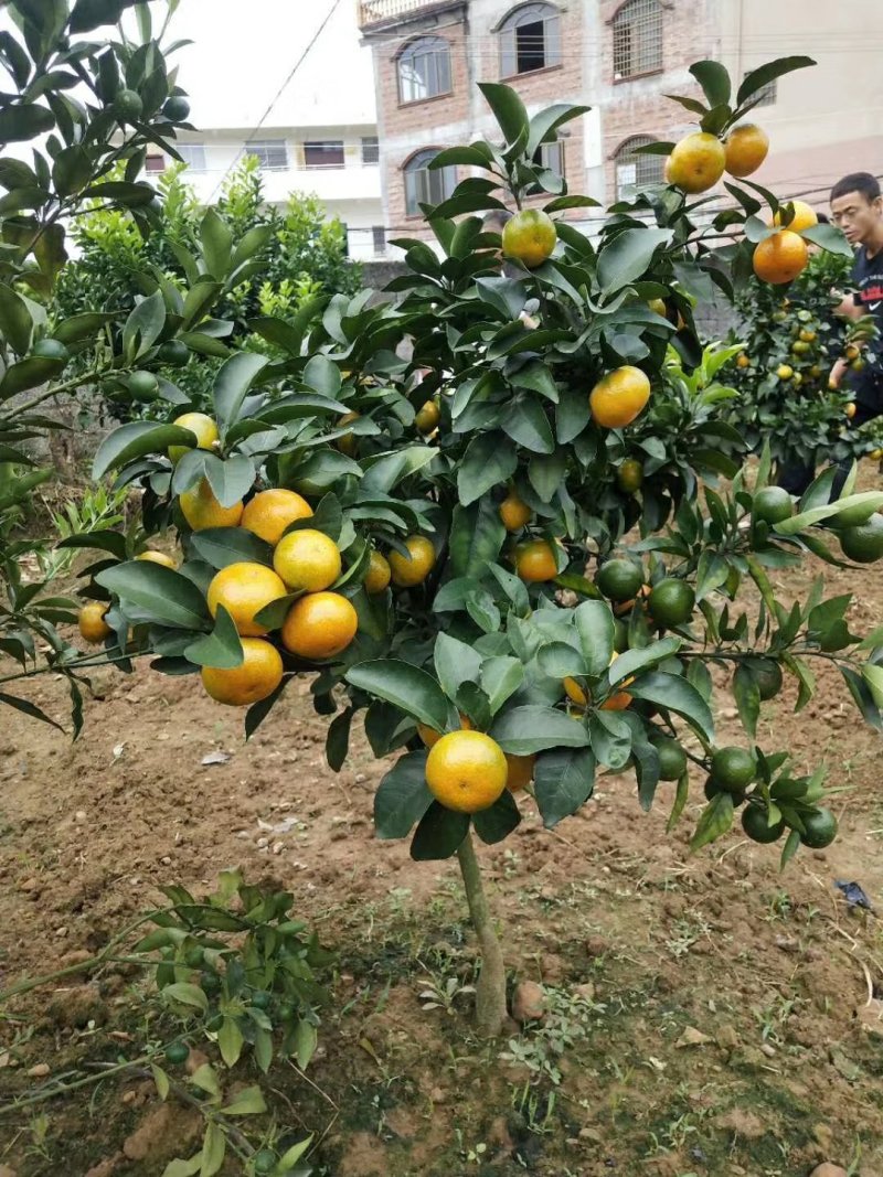 早熟沙糖桔苗(基地直供，品种纯正