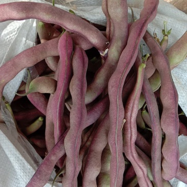 紫豆角