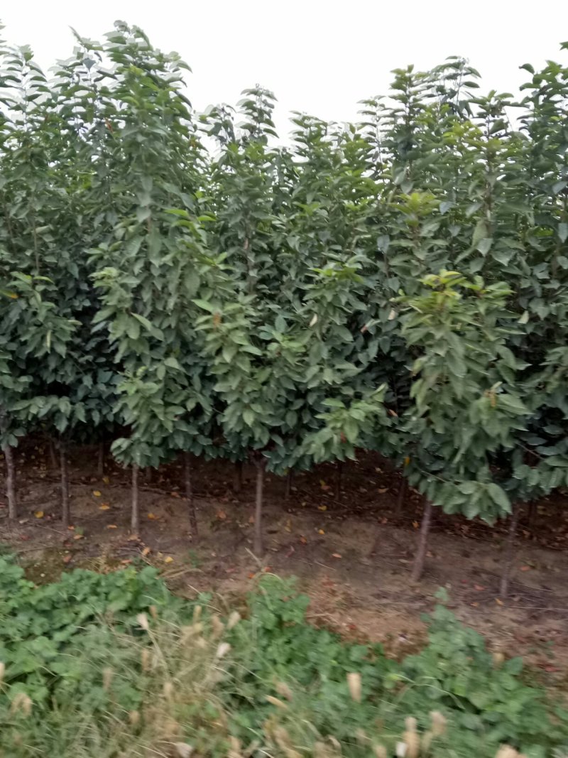河北君林苗木种植基地秋季大量供应4-6樱桃树