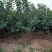 河北君林苗木种植基地秋季大量供应4-6樱桃树