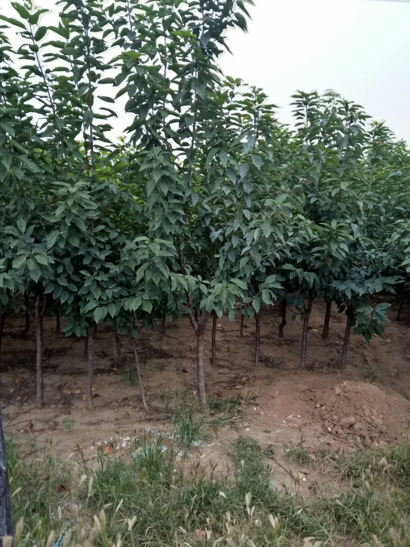 河北君林苗木种植基地秋季大量供应4-6樱桃树