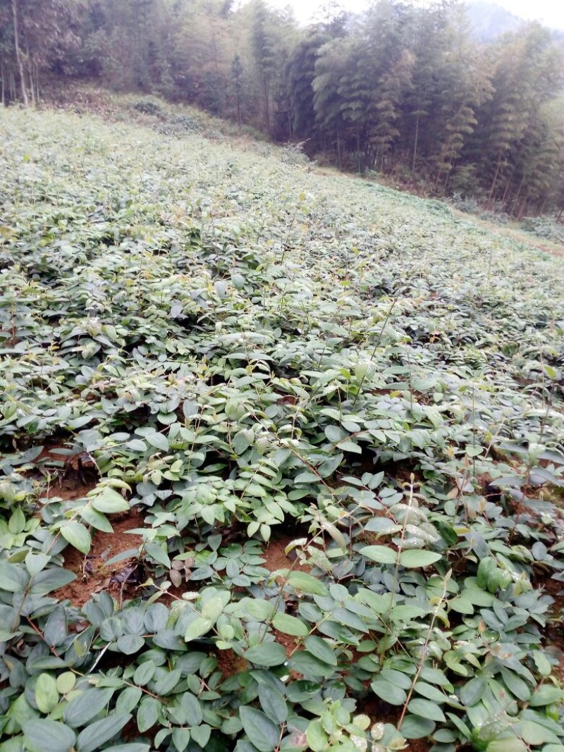 湖南山银山苗大量供应产区直供无中间商差价包回收包技术指导