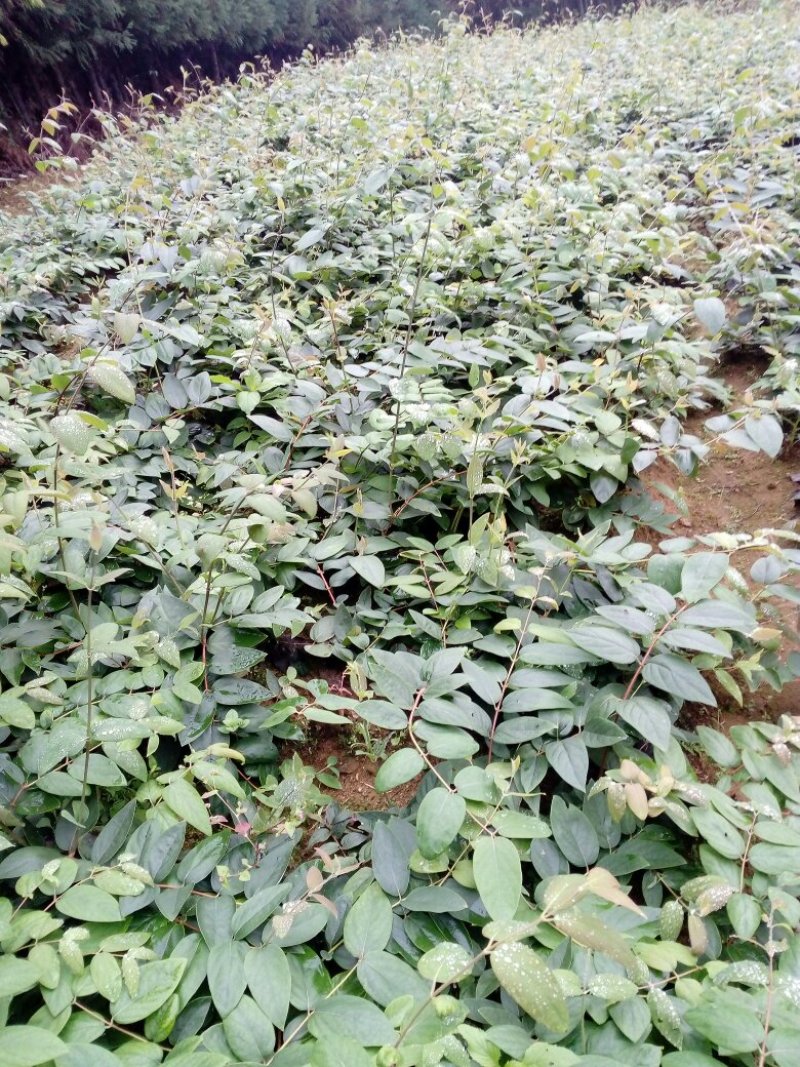 湖南山银山苗大量供应产区直供无中间商差价包回收包技术指导