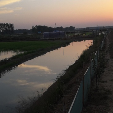 统货建湖麻鸭