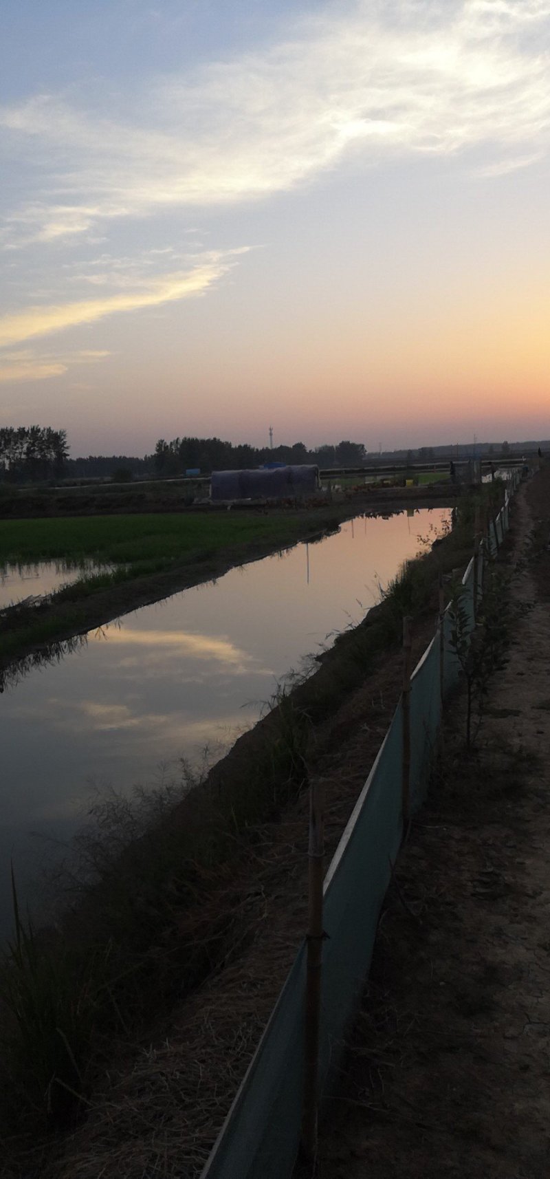 统货建湖麻鸭