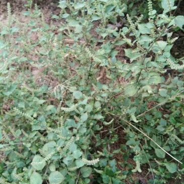 农村野菜