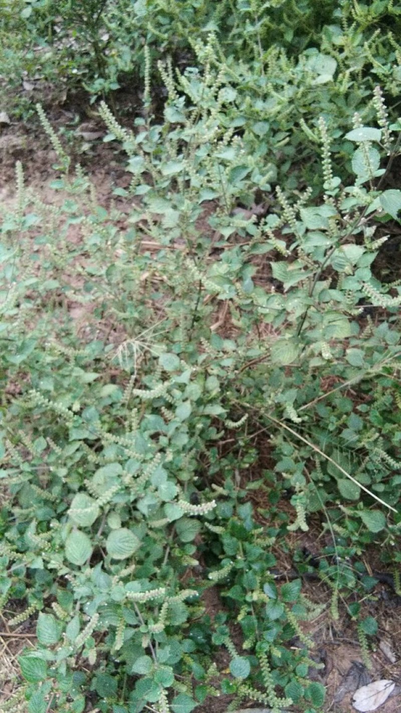 农村野菜