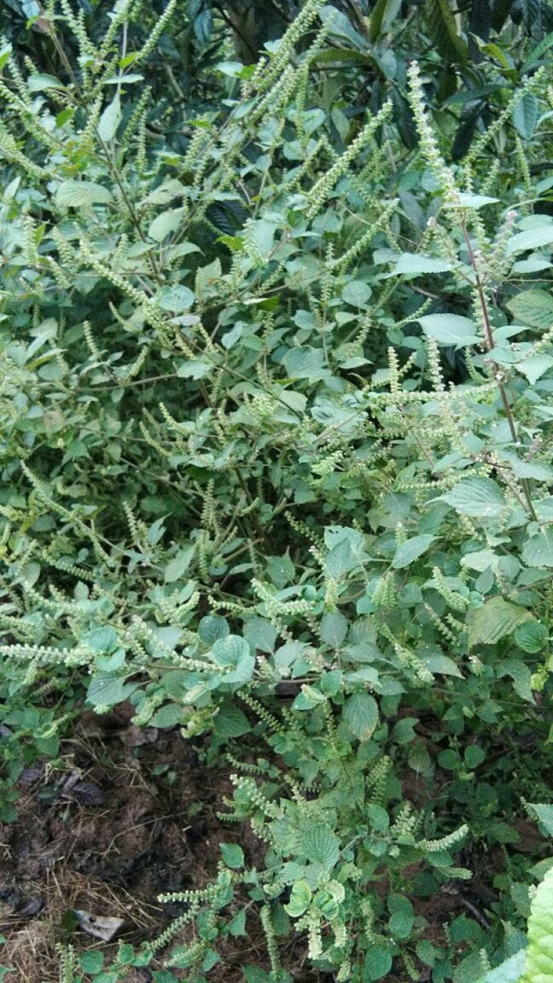 农村野菜