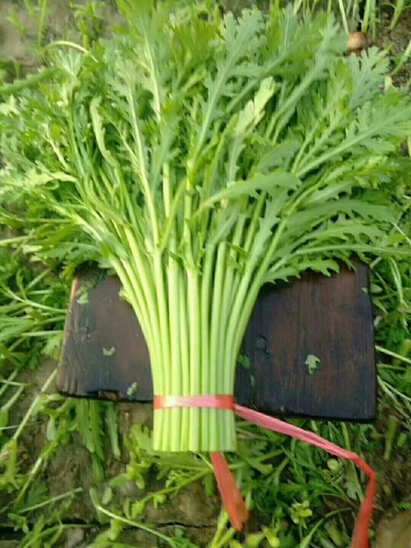 精品小把茼蒿货源不断