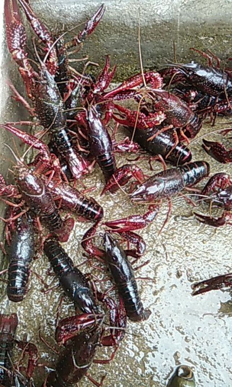 克氏原螯虾小龙虾主养食用活虾10~12钱