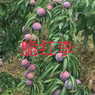 茂县脆红李子苗\技术免费\1年苗\离核\挂果多\脆甜