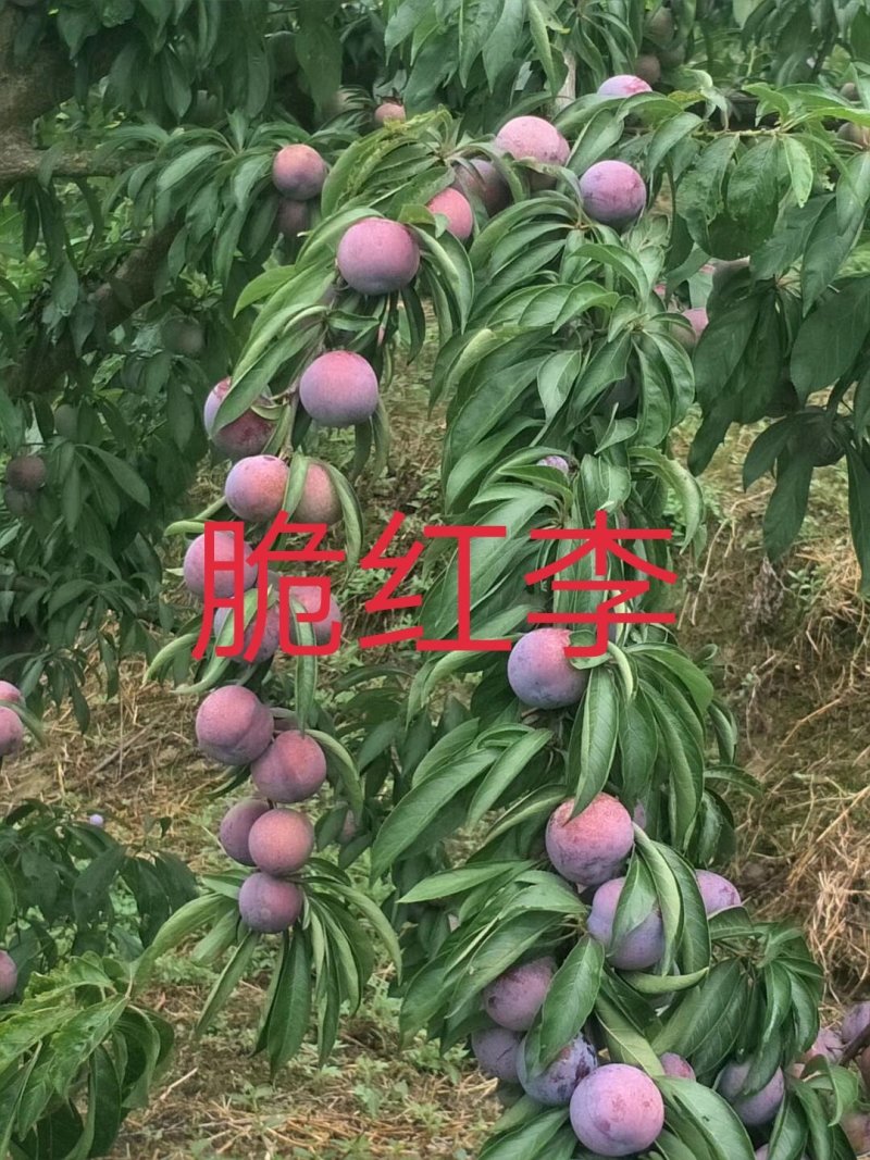 茂县脆红李子苗\技术免费\1年苗\离核\挂果多\脆甜