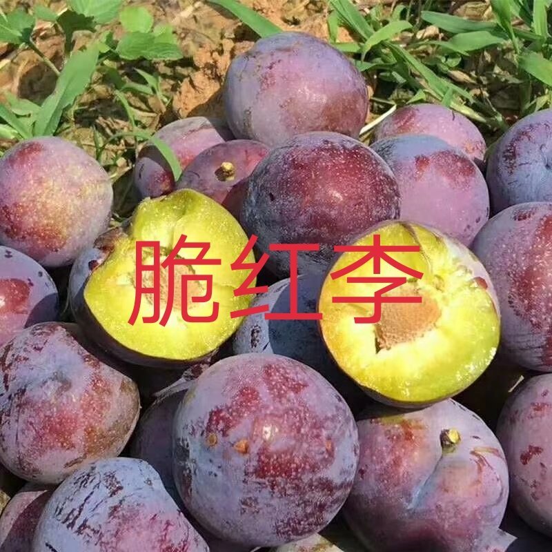 茂县脆红李子苗\技术免费\1年苗\离核\挂果多\脆甜