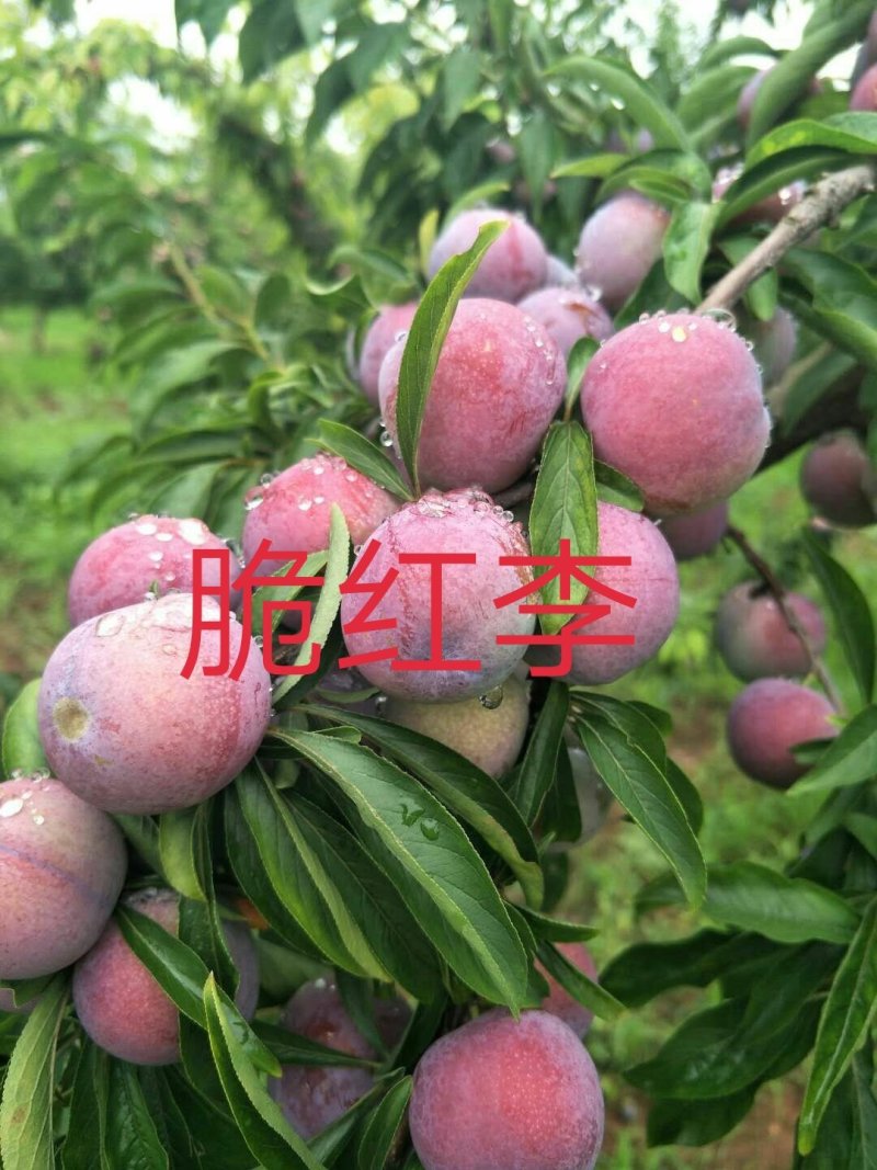 茂县脆红李子苗\技术免费\1年苗\离核\挂果多\脆甜