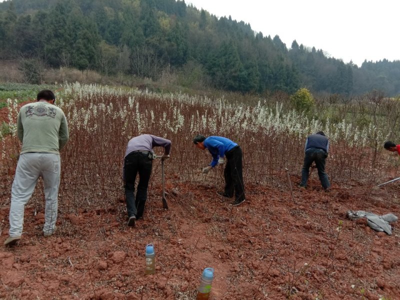 茂县脆红李子苗\技术免费\1年苗\离核\挂果多\脆甜