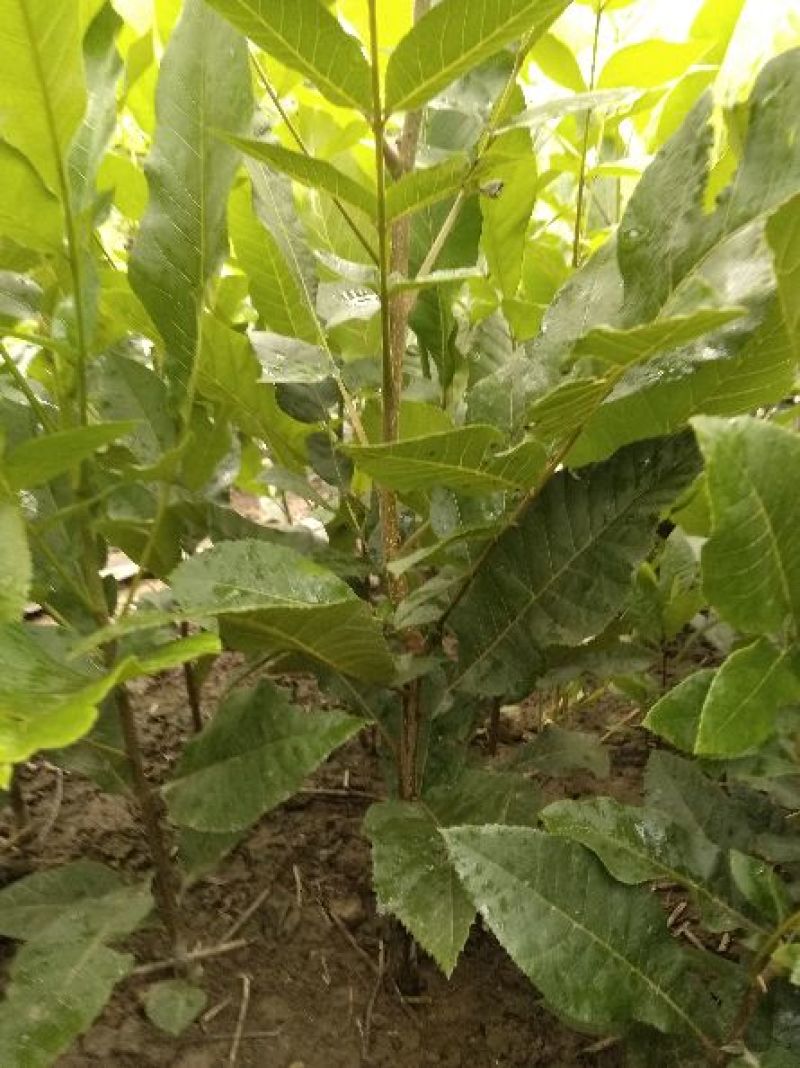 美国山核桃苗，实生苗，原生苗，嫁接苗出售
