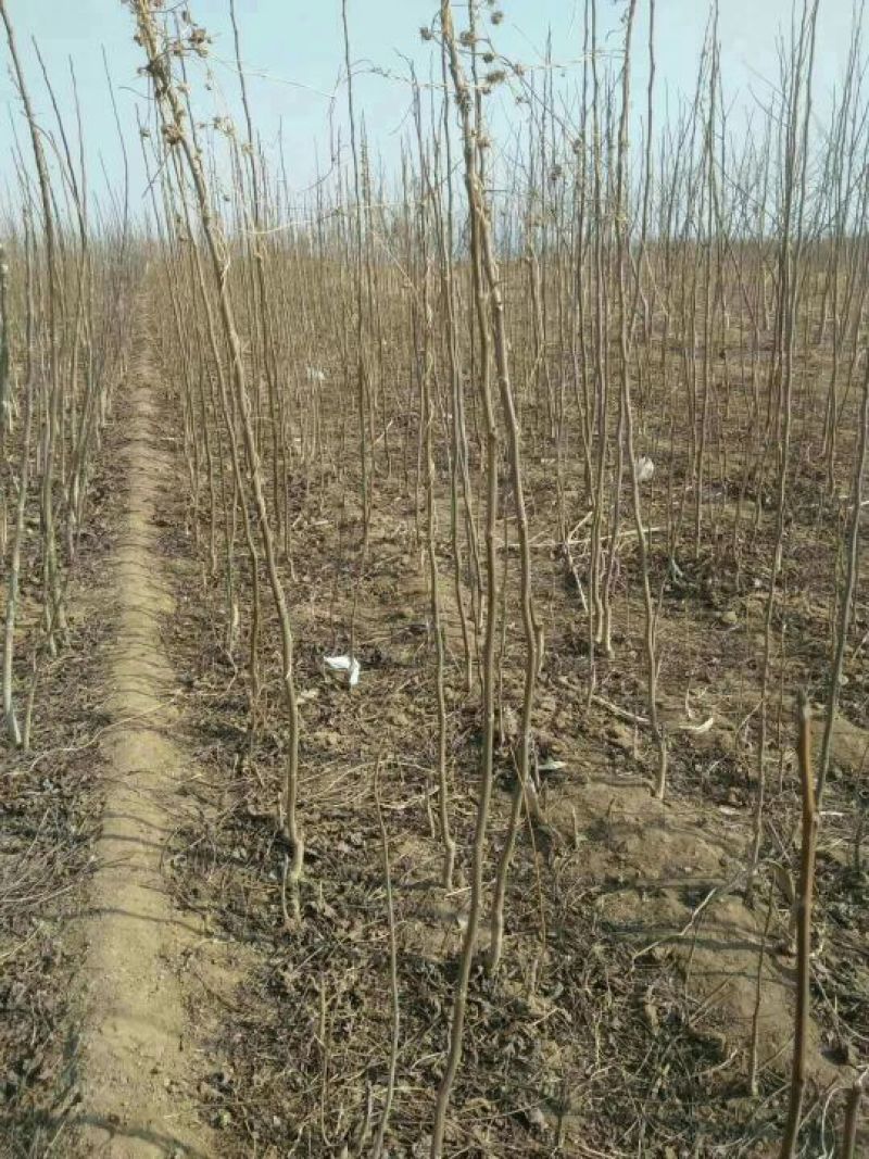美国山核桃苗，实生苗，原生苗，嫁接苗出售