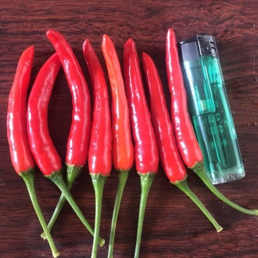 小米椒5~10厘米特辣红
