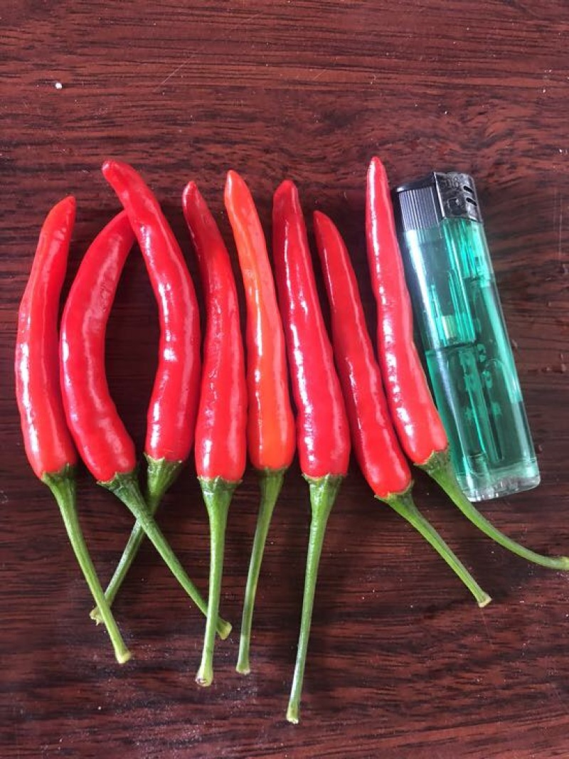 小米椒5~10厘米特辣红