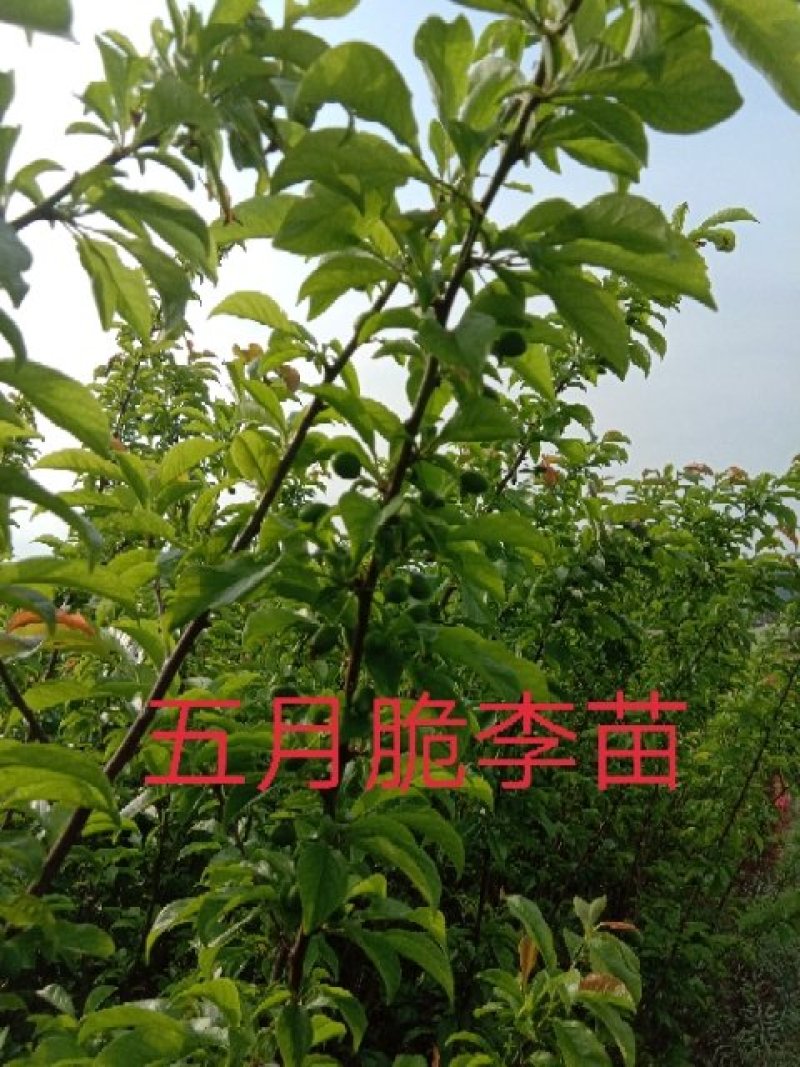 五月脆李苗(凤凰李)\脱骨\个大\脆甜\免费提供技术