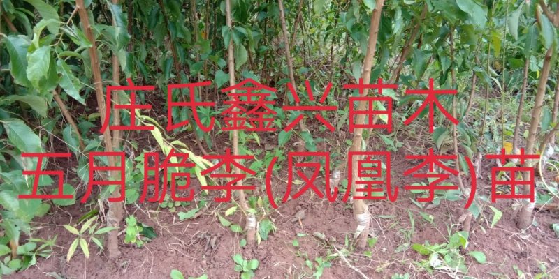 五月脆李苗(凤凰李)\脱骨\个大\脆甜\免费提供技术