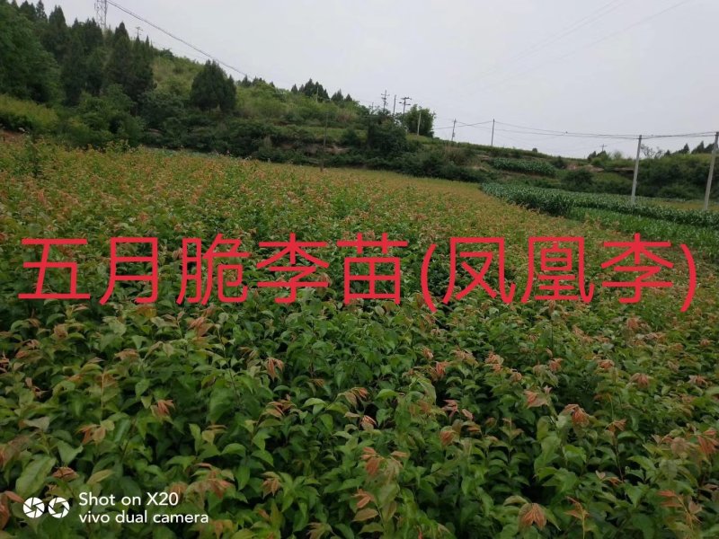 五月脆李苗(凤凰李)\脱骨\个大\脆甜\免费提供技术