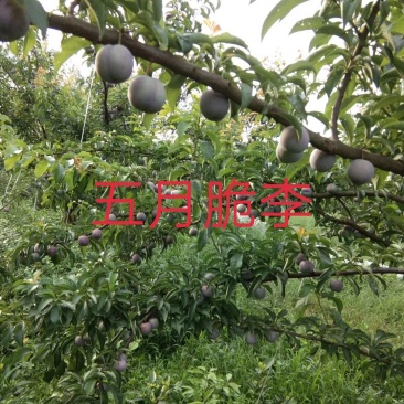 五月脆李苗(凤凰李)\脱骨\个大\脆甜\免费提供技术