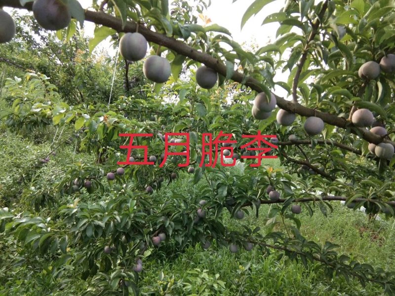 五月脆李苗(凤凰李)\脱骨\个大\脆甜\免费提供技术