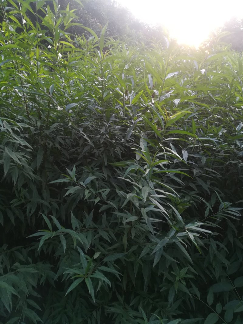桃树苗