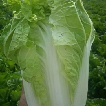 夏阳白菜，单颗2－3斤，形状好，颜色绿，适合各地市场，诚