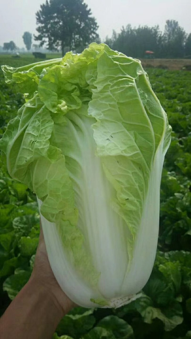 夏阳白菜，单颗2－3斤，形状好，颜色绿，适合各地市场，诚