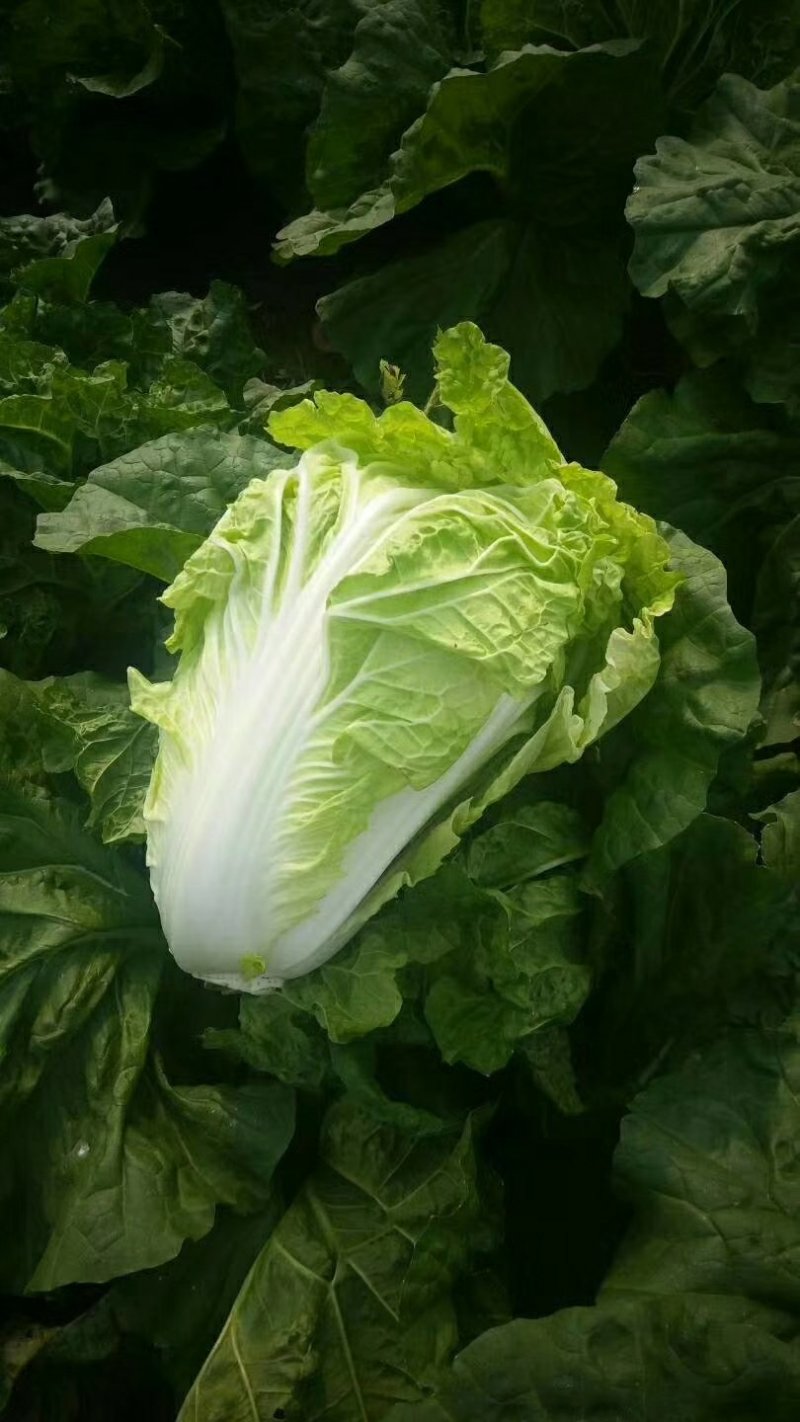 夏阳白菜，3/4斤净菜，河南白菜，通许白菜