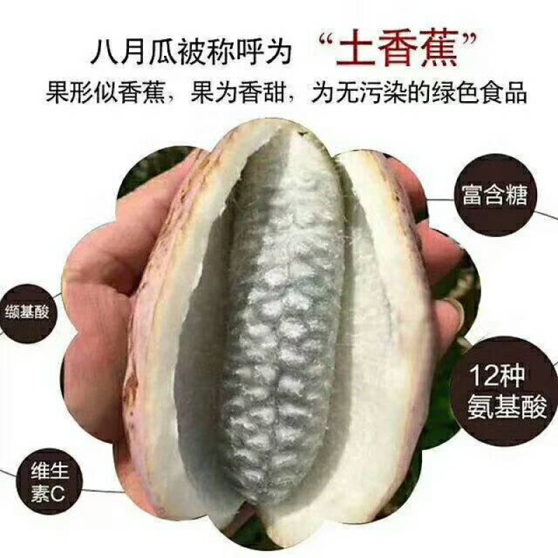 优质药食两用保健八月瓜实生挂果苗