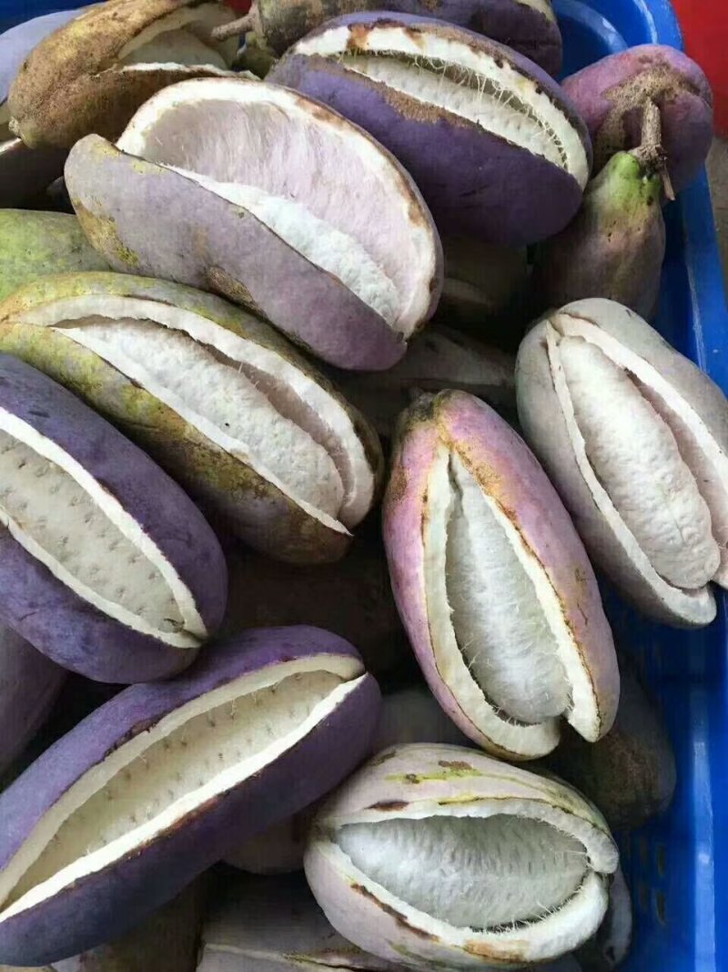 优质药食两用保健八月瓜实生挂果苗